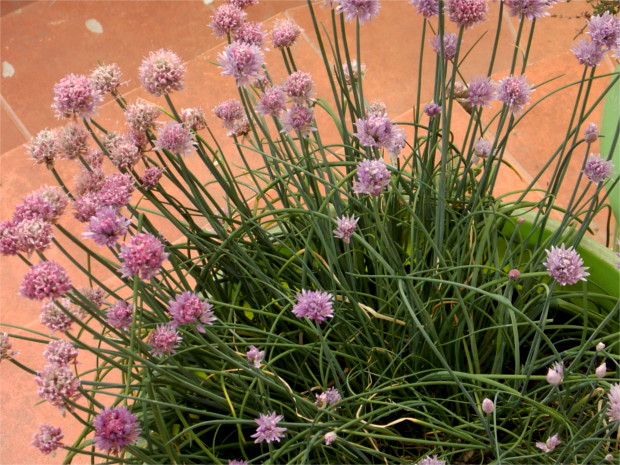 chives