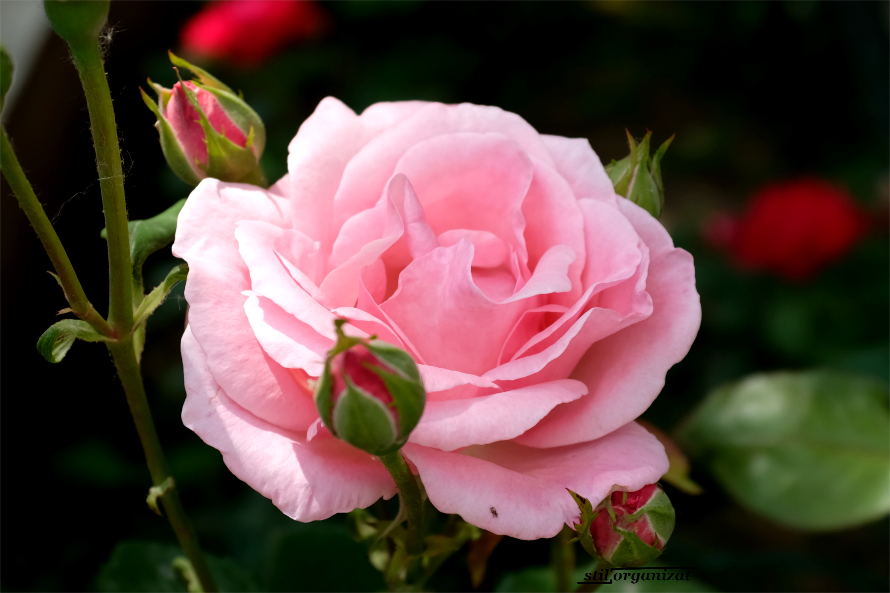trandafir roz cu boboci