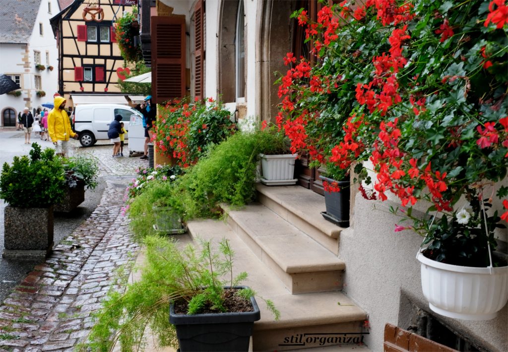 Flori in Alsacia